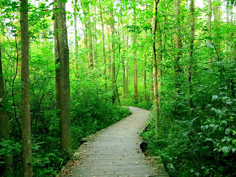 Asbury Woods Greenway Trail